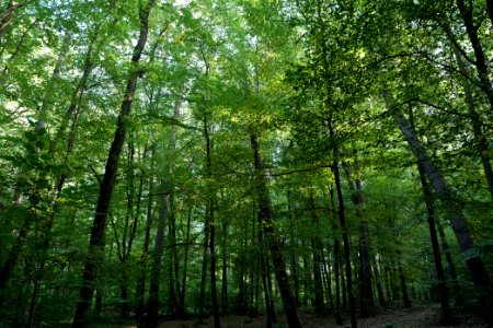 Dannenrod Forest 2020-10-04 30