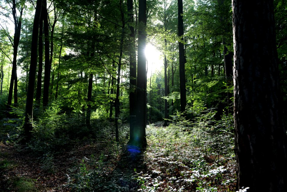 Dannenrod Forest 2020-10-04 37