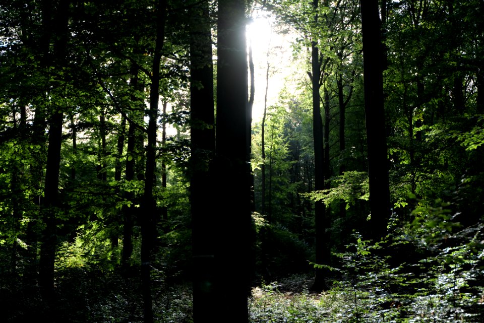 Dannenrod Forest 2020-10-04 39