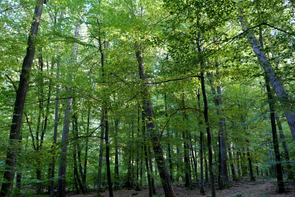 Dannenrod Forest 2020-10-04 28