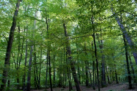 Dannenrod Forest 2020-10-04 28