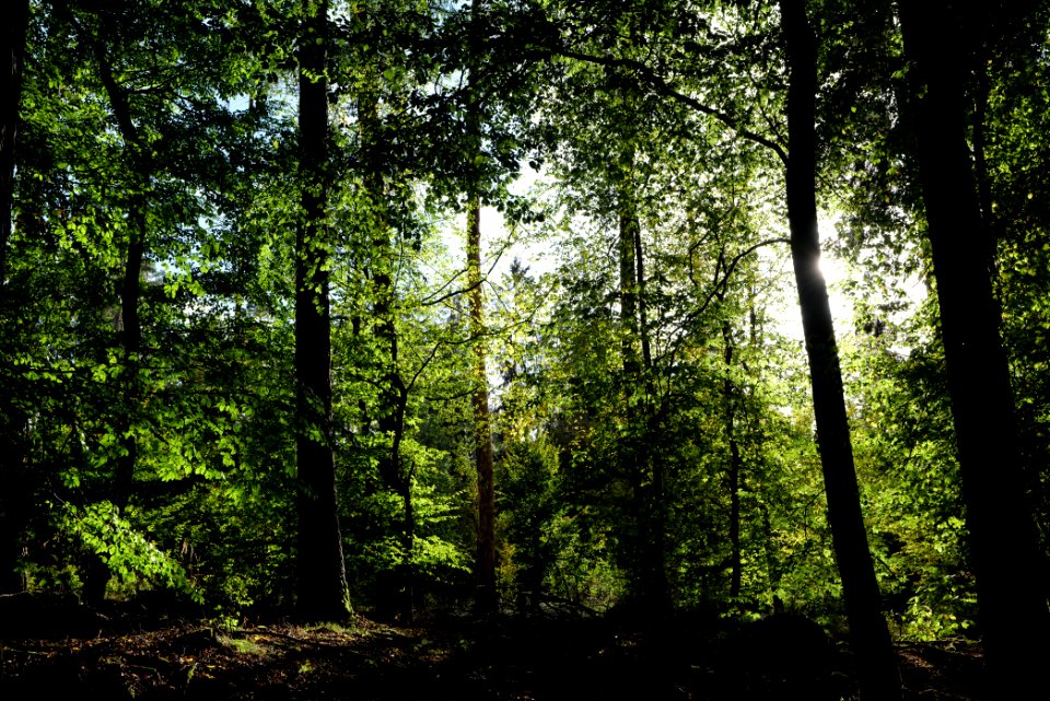 Dannenrod Forest 2020-10-04 20