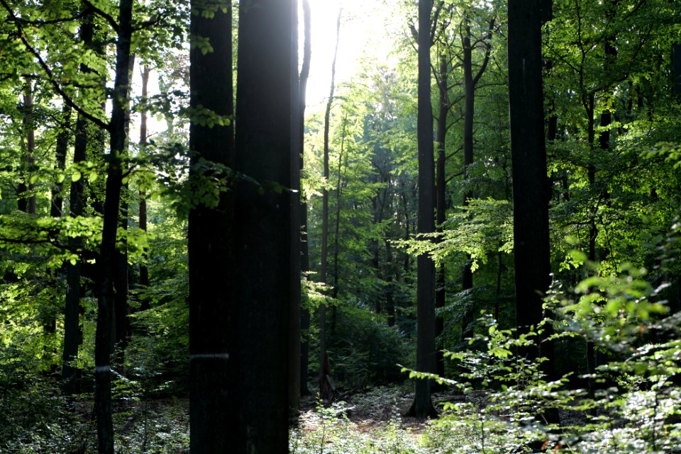 Dannenrod Forest 2020-10-04 36