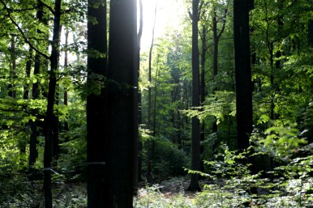 Dannenrod Forest 2020-10-04 36