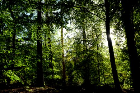 Dannenrod Forest 2020-10-04 19