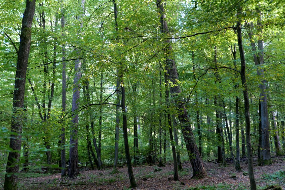 Dannenrod Forest 2020-10-04 32