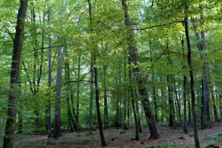 Dannenrod Forest 2020-10-04 32