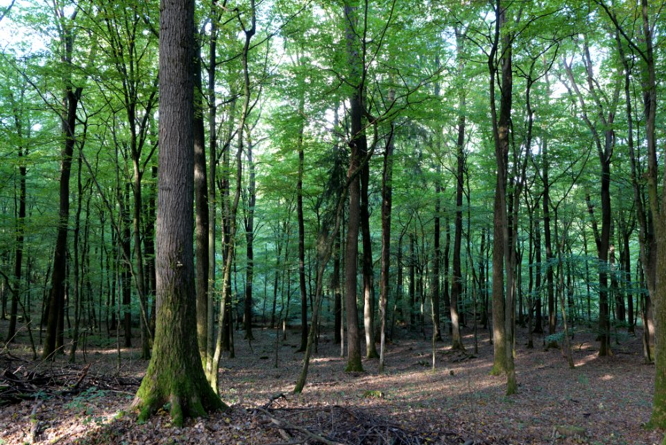 Dannenrod Forest 2020-10-04 12