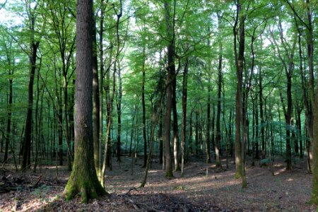 Dannenrod Forest 2020-10-04 12