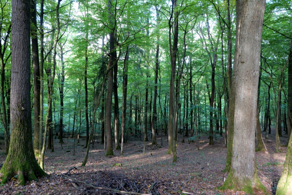 Dannenrod Forest 2020-10-04 08