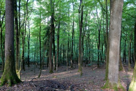 Dannenrod Forest 2020-10-04 08