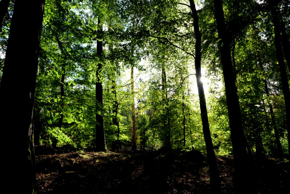 Dannenrod Forest 2020-10-04 16