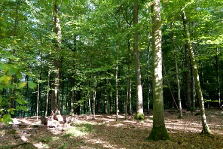 Dannenrod Forest 2020-10-04 03