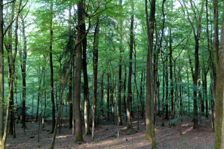 Dannenrod Forest 2020-10-04 09