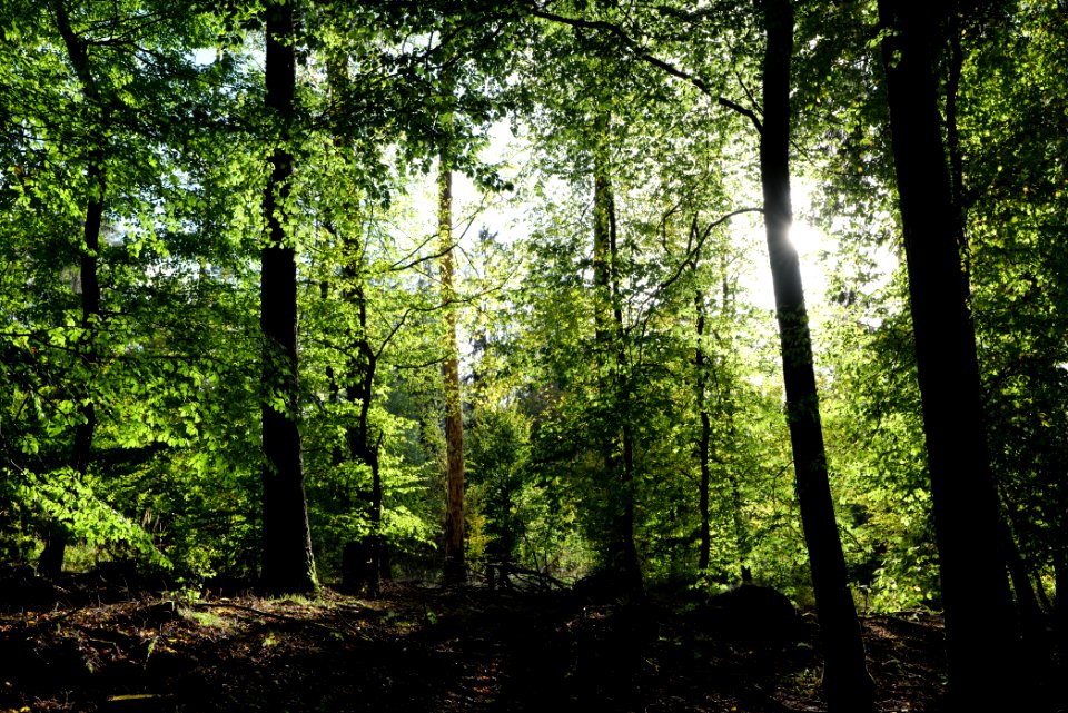 Dannenrod Forest 2020-10-04 15
