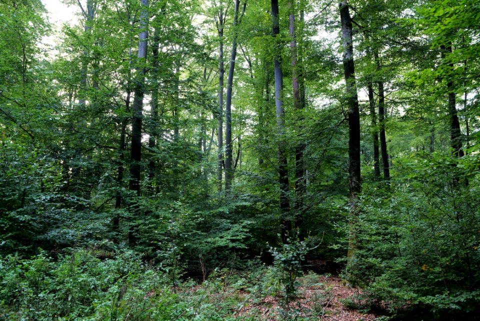 Dannenrod Forest 2020-10-04 59