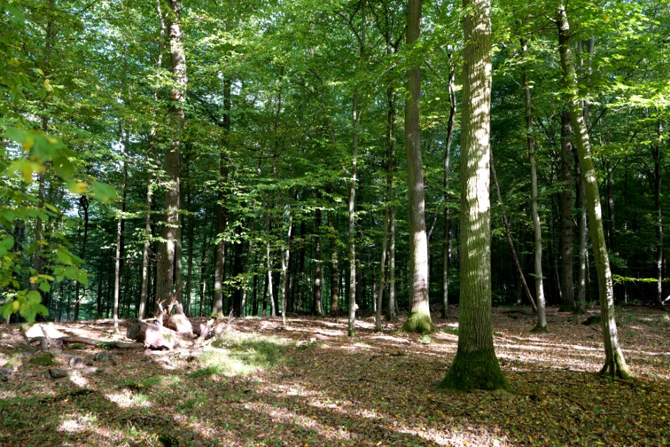 Dannenrod Forest 2020-10-04 02