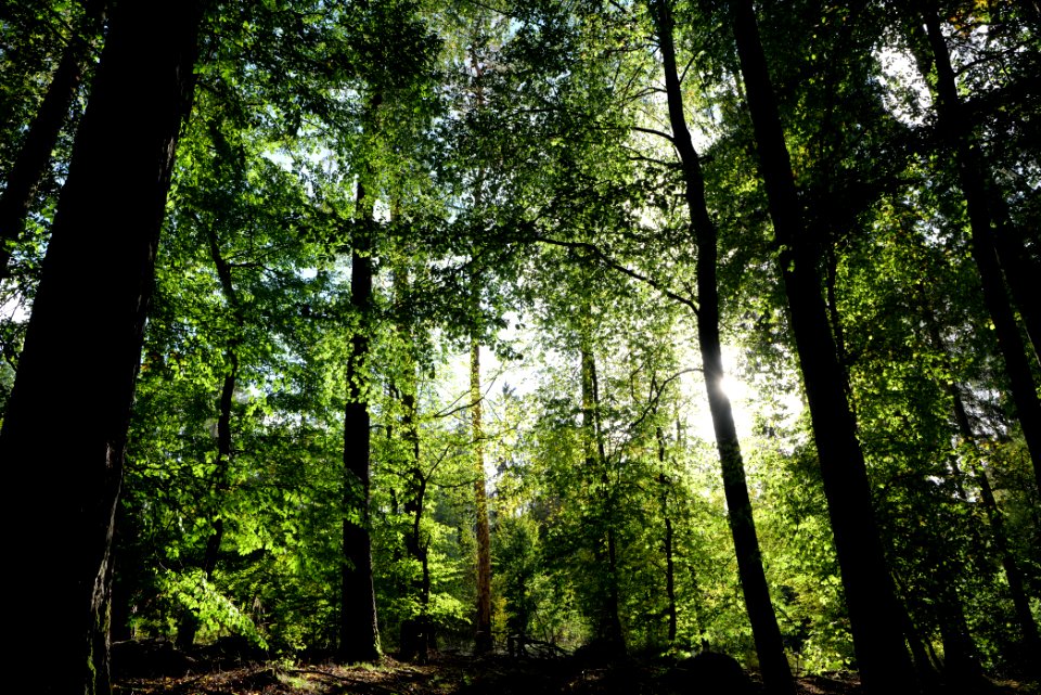Dannenrod Forest 2020-10-04 18