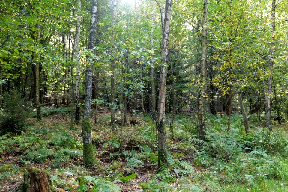 Dannenrod Forest 2020-10-04 01