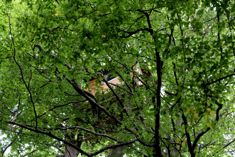 Dannenrode forest occupation 2020-08-21 88