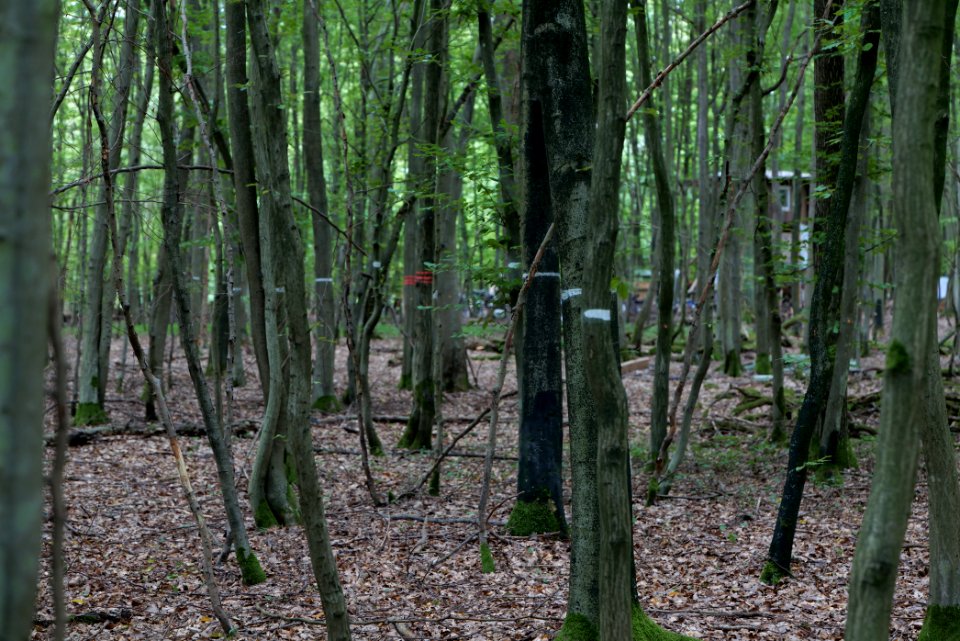 Dannenrode forest occupation 2020-08-21 40
