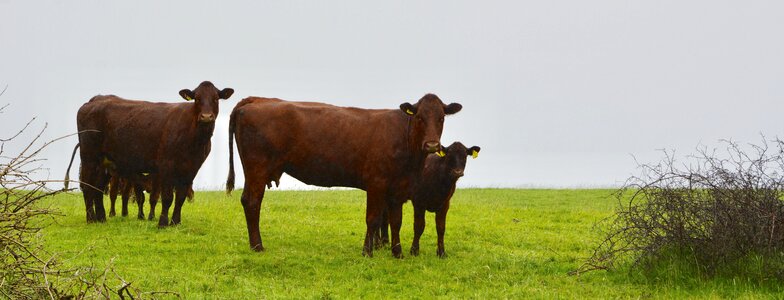 Nature pasture brown cow