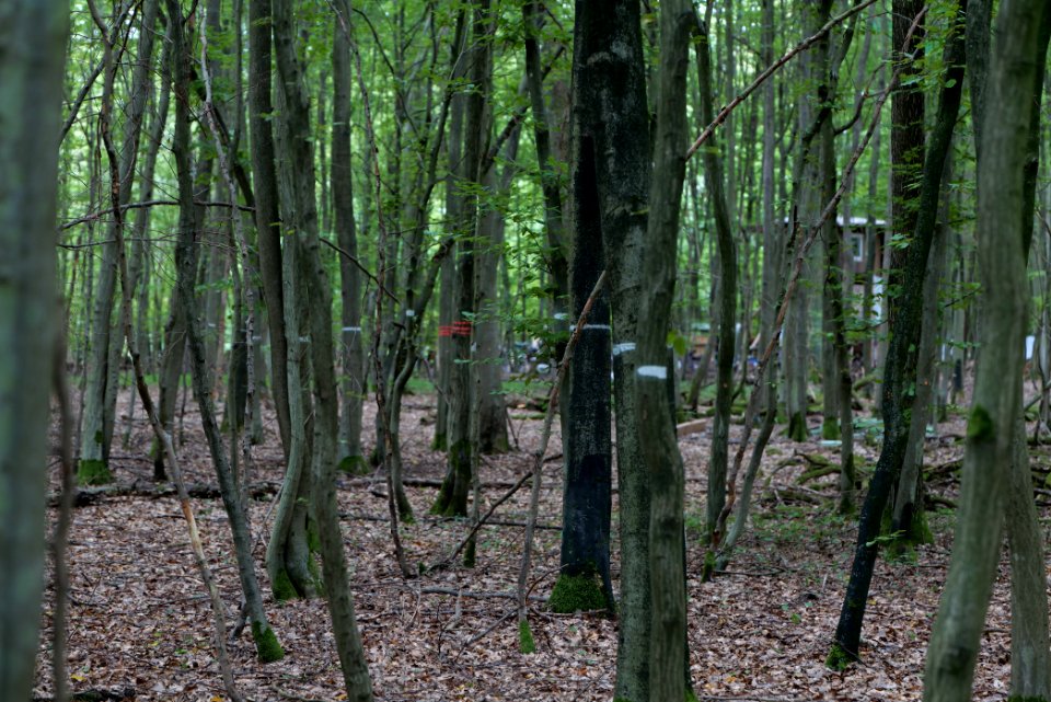 Dannenrode forest occupation 2020-08-21 41