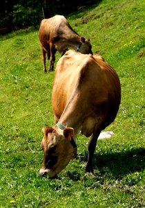 Alm nature mammal