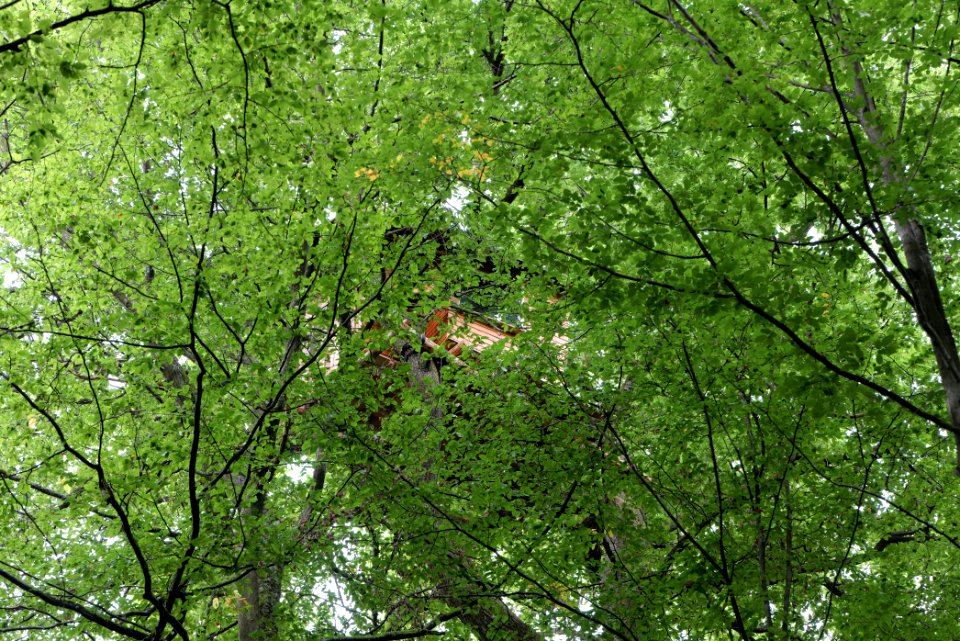 Dannenrode forest occupation 2020-08-21 87