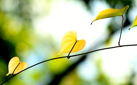 Green leaves plant nature