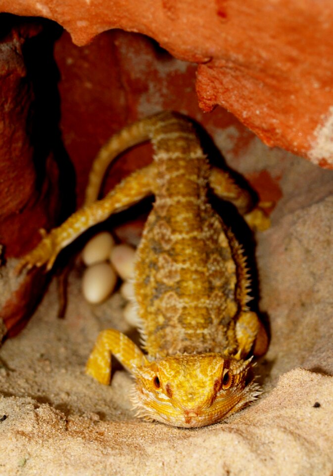 Animals pogona vitticeps egg