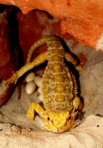 Animals pogona vitticeps egg
