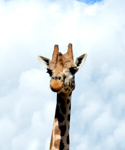 Zoo africa nature