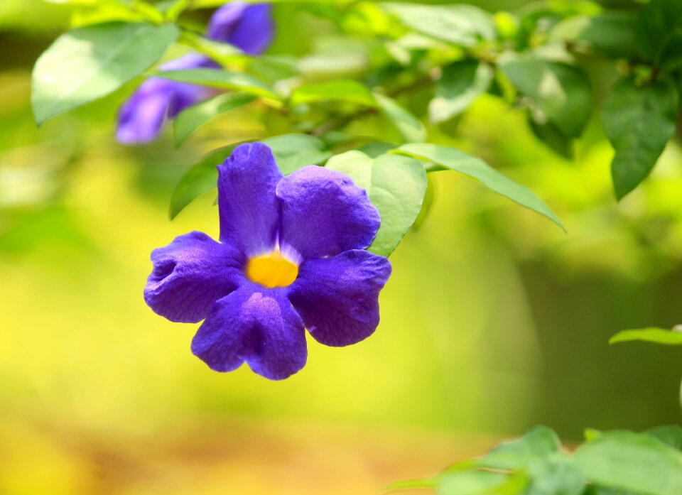 Spring summer flower garden