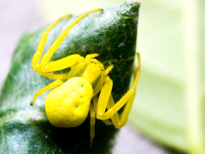 Insects spin yellow karbspin
