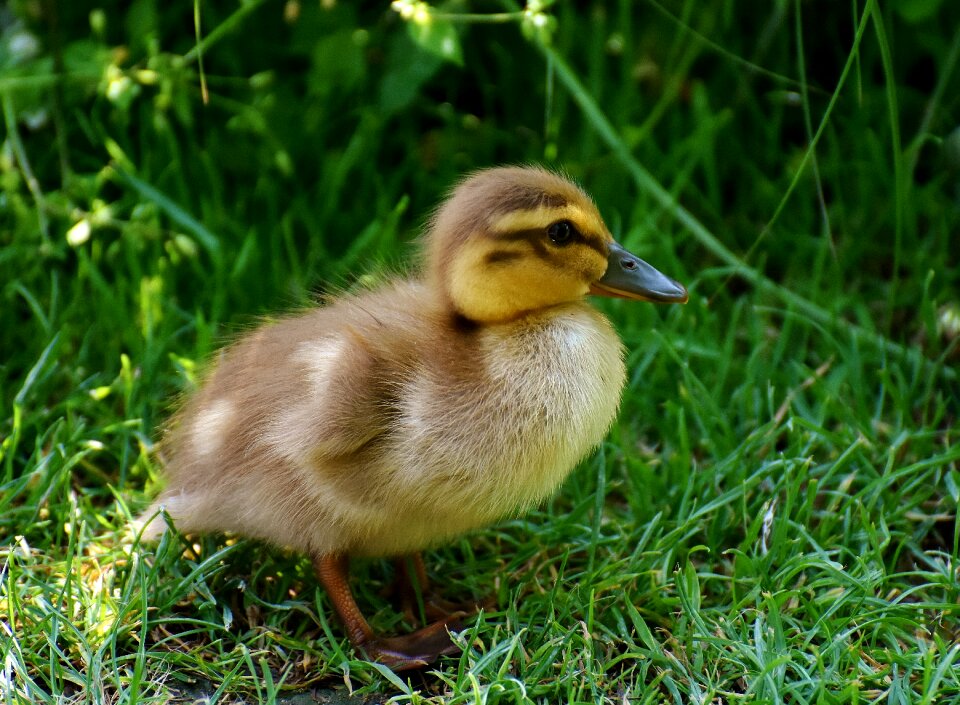 Cute bird water bird photo