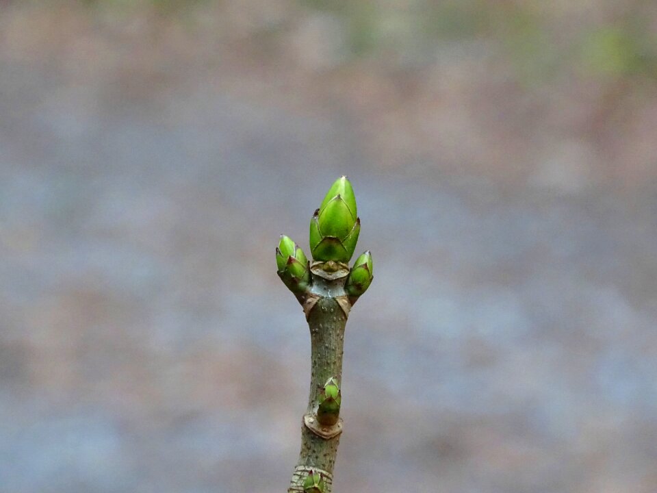 Nature growth grow