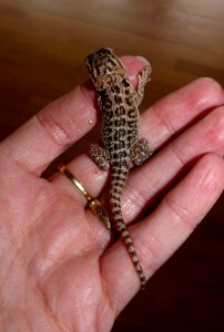 Animals pogona vitticeps young