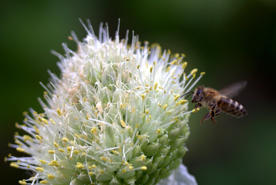 Flower macro insecta