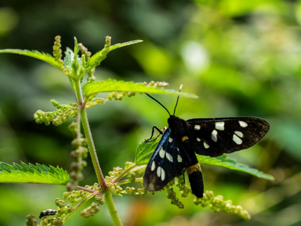 Butterfly phigeavlinder bug