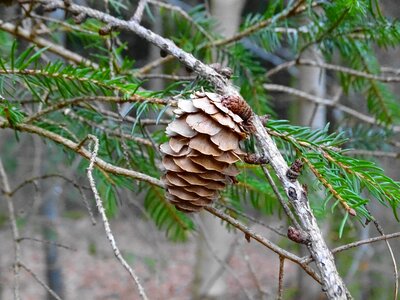 Branch conifer nature