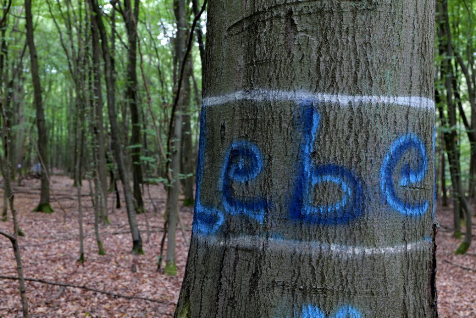 Dannenrode forest occupation 2020-08-21 25