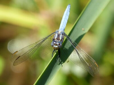 Beauty winged insect blue photo