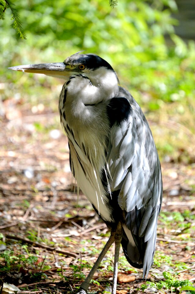 Nature beak gray