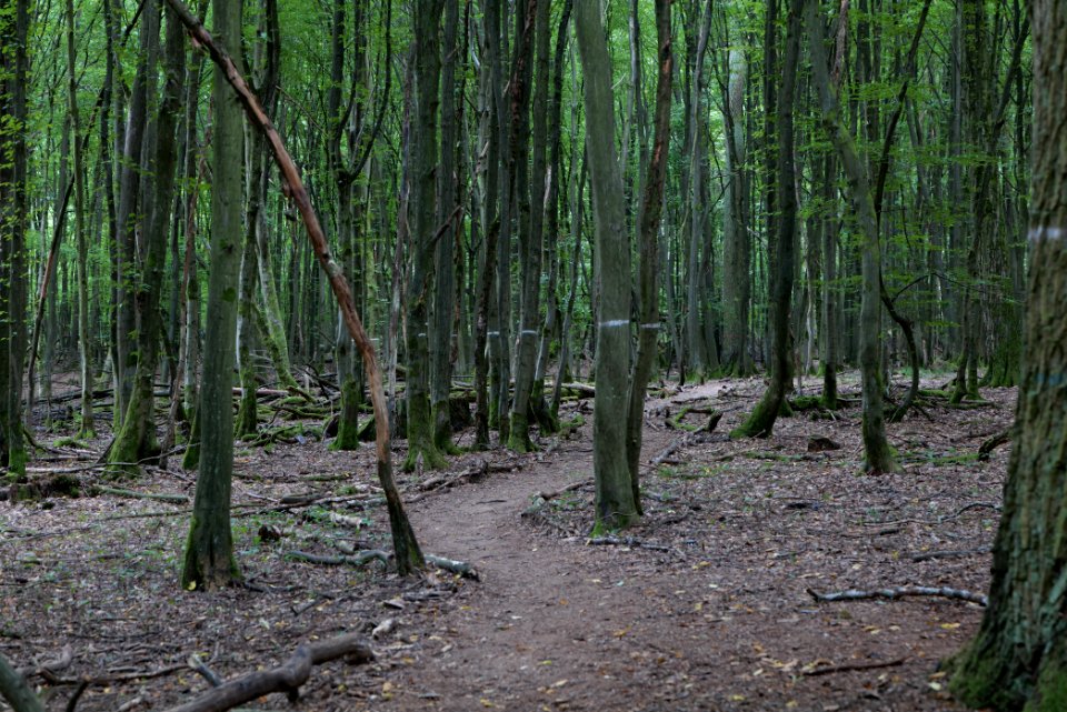 Dannenrode forest occupation 2020-08-21 163