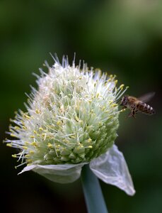 Flower macro insecta
