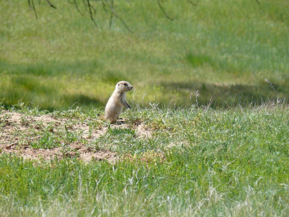 Baby prairie dog devils tower wildlife