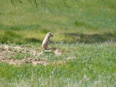 Baby prairie dog devils tower wildlife
