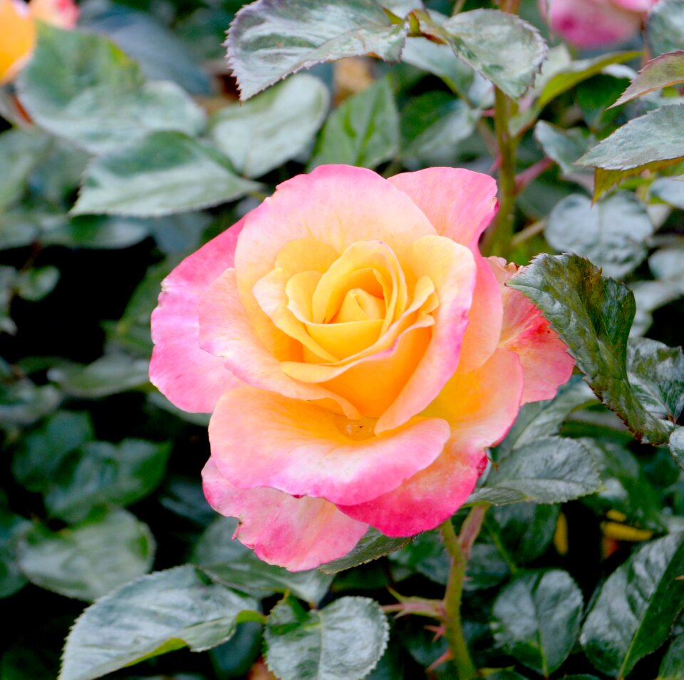 Floral flower plant