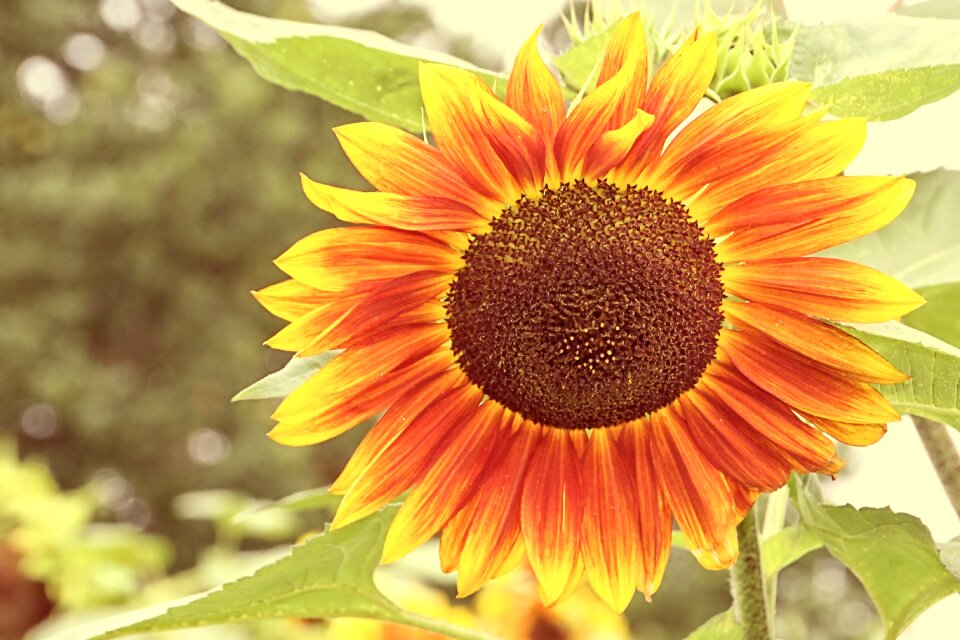 Blossom bloom summer